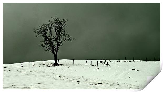 Solitary Tree Print by richard downes