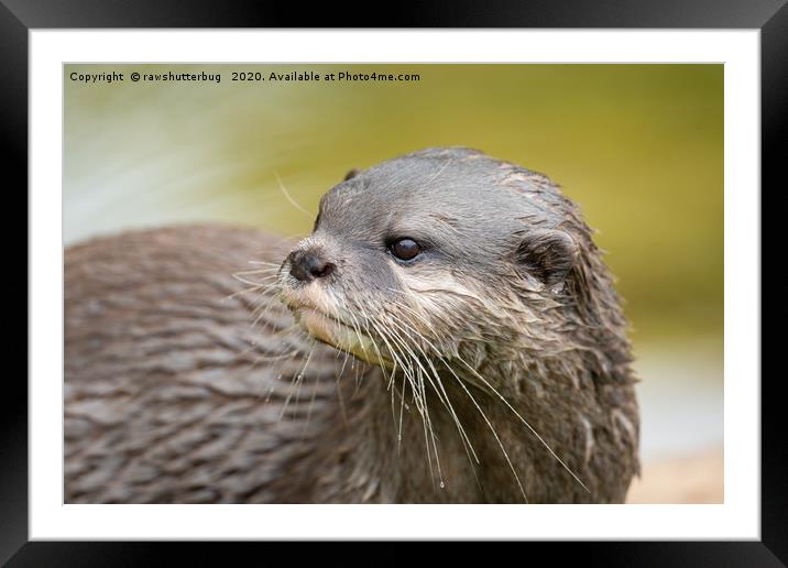 Otter Looking Behind Him Framed Mounted Print by rawshutterbug 
