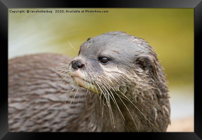Otter Looking Behind Him Framed Print by rawshutterbug 