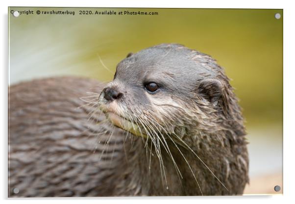 Otter Looking Behind Him Acrylic by rawshutterbug 