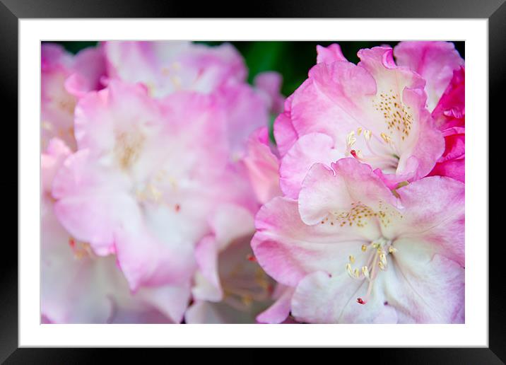 Pink Rhododendron Framed Mounted Print by Ann Garrett