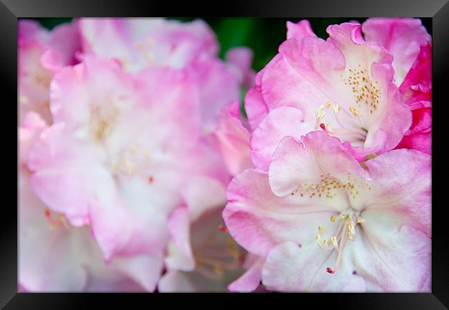 Pink Rhododendron Framed Print by Ann Garrett