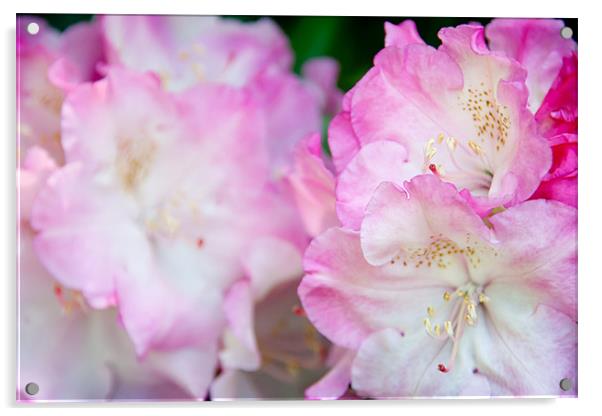 Pink Rhododendron Acrylic by Ann Garrett