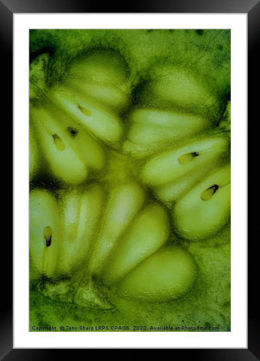 ABSTRACT IN GREEN Framed Mounted Print by Tony Sharp LRPS CPAGB