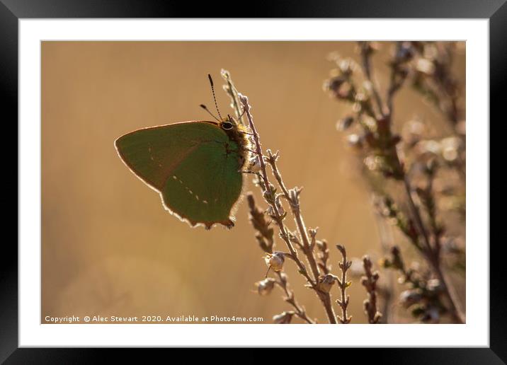 Green Hairstreak Butterfly Framed Mounted Print by Alec Stewart