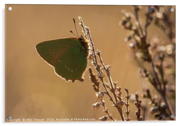 Green Hairstreak Butterfly Acrylic by Alec Stewart