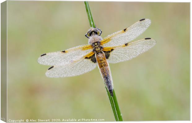 Four Spot Chaser Dragonfly Canvas Print by Alec Stewart