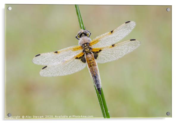 Four Spot Chaser Dragonfly Acrylic by Alec Stewart