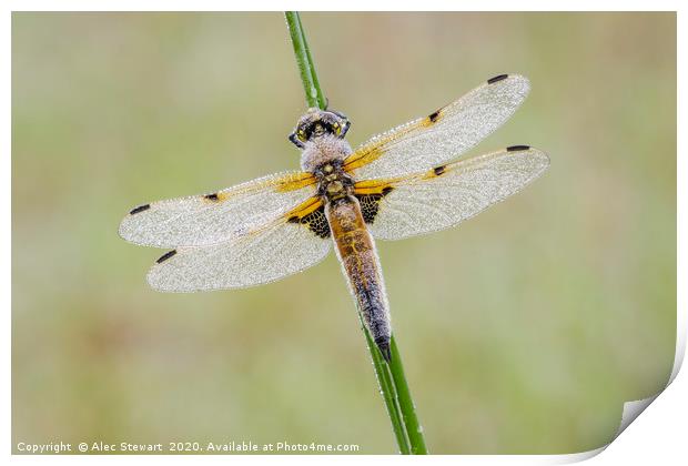 Four Spot Chaser Dragonfly Print by Alec Stewart