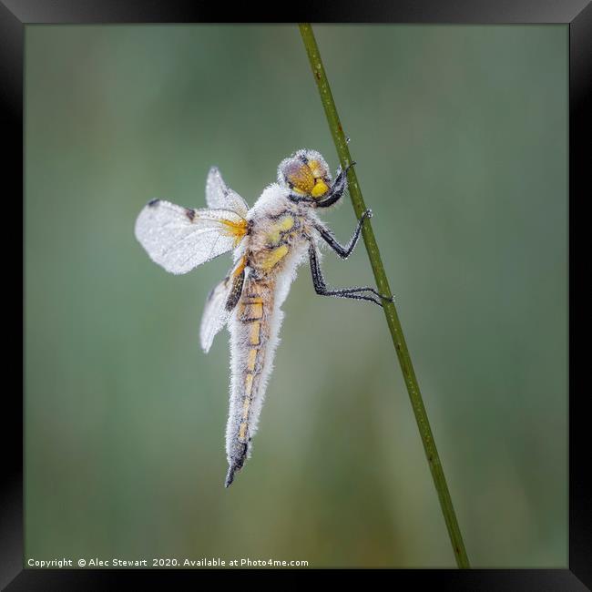 Four Spot Chaser Dragonfly Framed Print by Alec Stewart