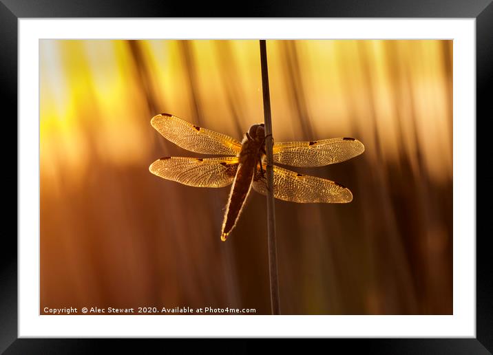 Four Spot Chaser Dragonfly Framed Mounted Print by Alec Stewart