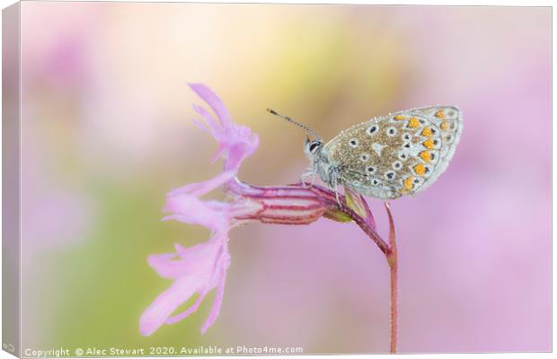 Common Blue Butterfly on Ragged Robin Canvas Print by Alec Stewart
