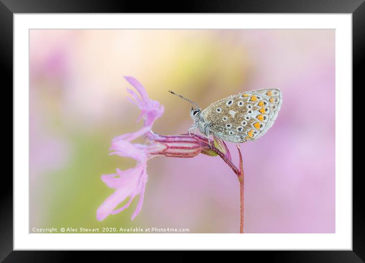 Common Blue Butterfly on Ragged Robin Framed Mounted Print by Alec Stewart