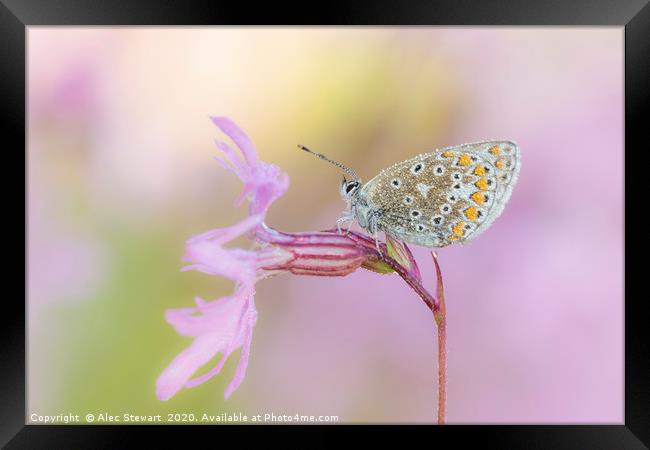 Common Blue Butterfly on Ragged Robin Framed Print by Alec Stewart
