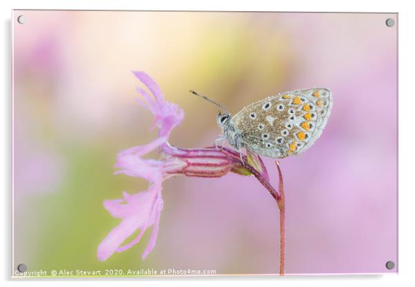 Common Blue Butterfly on Ragged Robin Acrylic by Alec Stewart