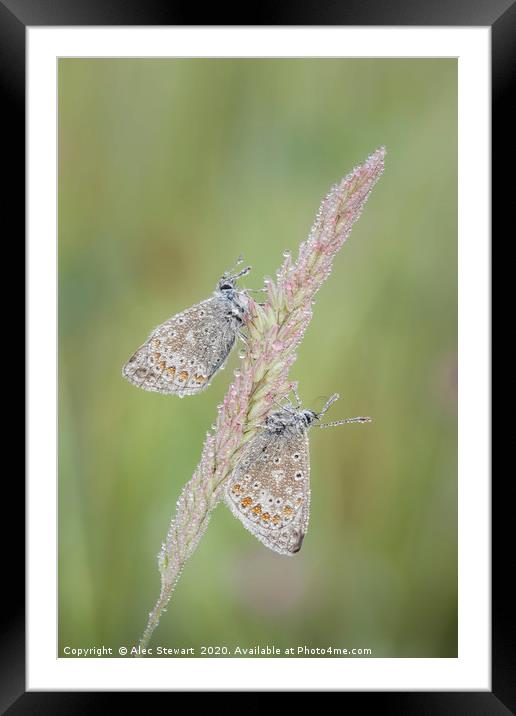 Common Blue Butterflies Framed Mounted Print by Alec Stewart