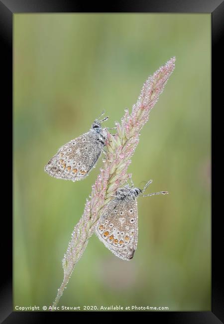 Common Blue Butterflies Framed Print by Alec Stewart