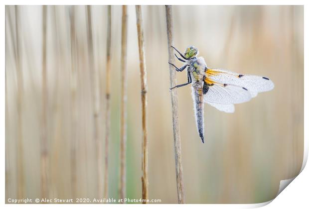 Four Spot Chaser Dragonfly Print by Alec Stewart