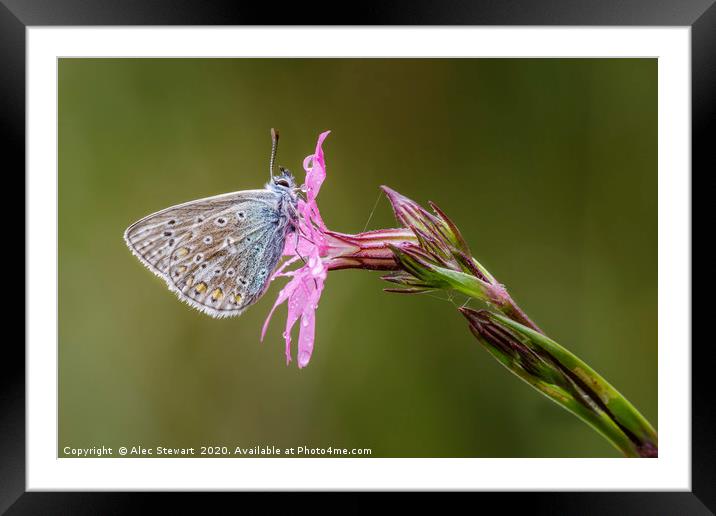 Common Blue Butterfly Framed Mounted Print by Alec Stewart