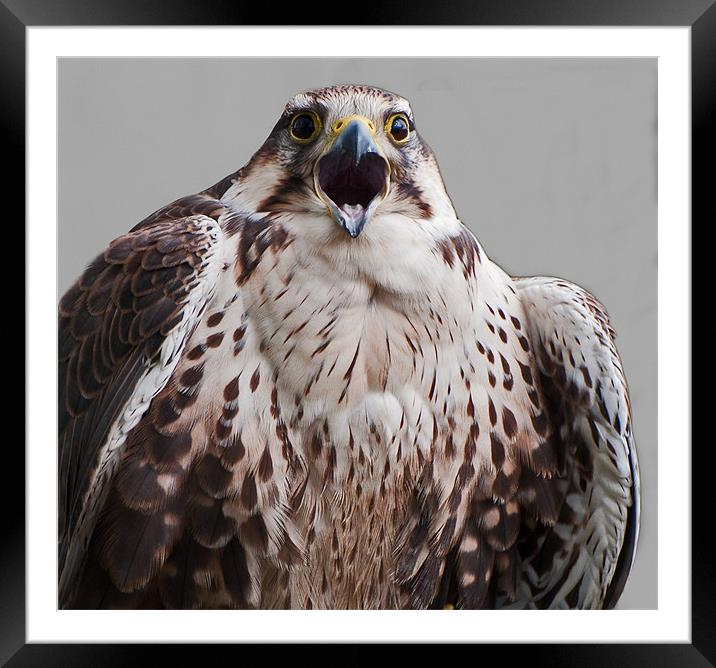 Juvenile Lanner Falcon Framed Mounted Print by Geoff Storey