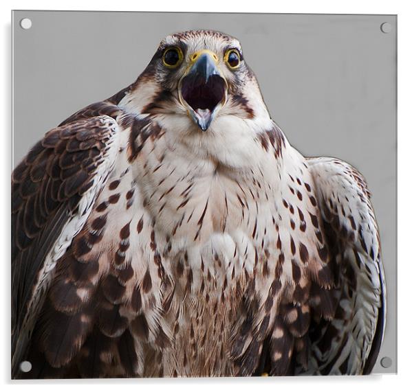 Juvenile Lanner Falcon Acrylic by Geoff Storey