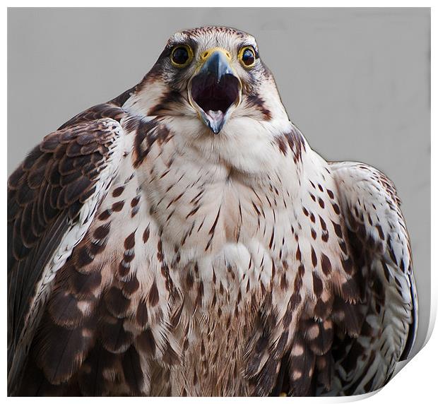 Juvenile Lanner Falcon Print by Geoff Storey