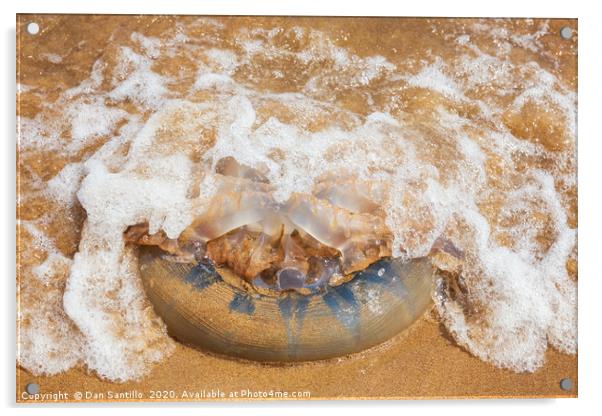 Barrel Jellyfish on Barafundle Bay, Pembrokeshire Acrylic by Dan Santillo
