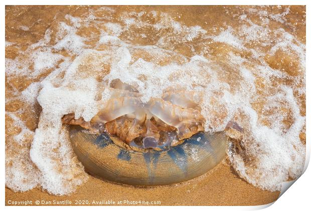 Barrel Jellyfish on Barafundle Bay, Pembrokeshire Print by Dan Santillo