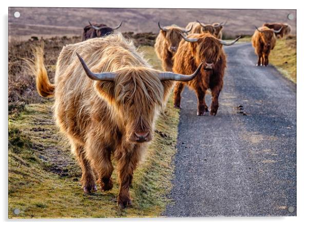 Highland Cattle, Exmoor Acrylic by Shaun Davey