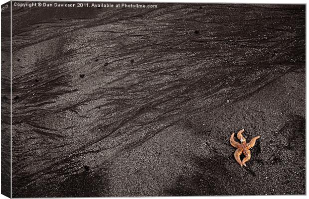 Starfish mumbles beach Canvas Print by Dan Davidson