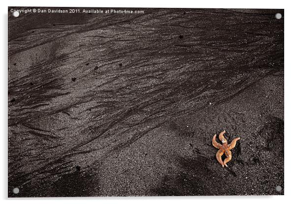 Starfish mumbles beach Acrylic by Dan Davidson