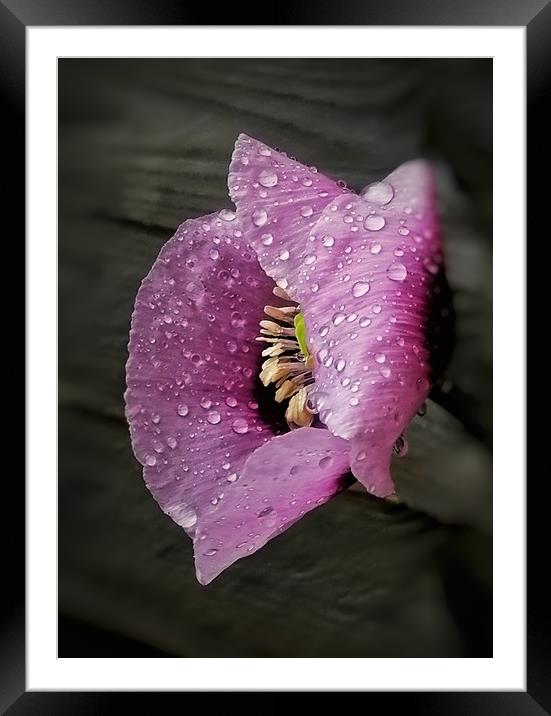 Raindrops on Poppy Framed Mounted Print by Scott Anderson