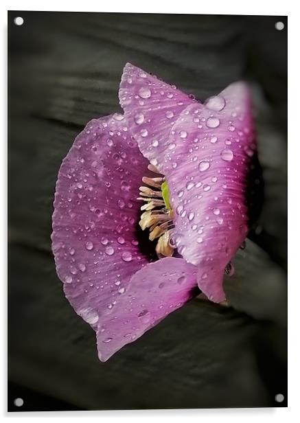 Raindrops on Poppy Acrylic by Scott Anderson