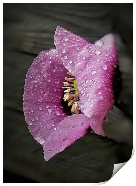 Raindrops on Poppy Print by Scott Anderson