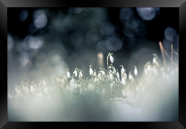 Snowdrop Season Framed Print by John Malley