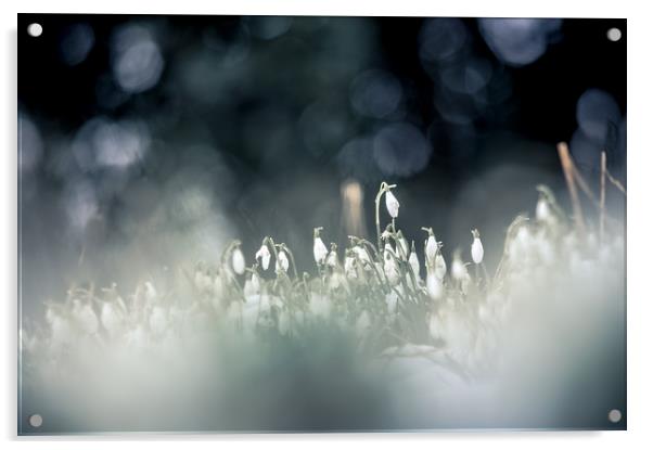 Snowdrop Season Acrylic by John Malley
