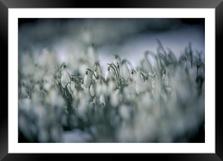 Snowdrop Heaven Framed Mounted Print by John Malley