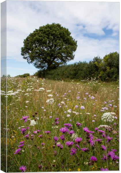 Wildflower Meadow Canvas Print by Graham Custance