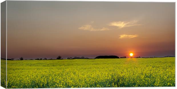 Rape Field At sunset Canvas Print by Dave Hayward