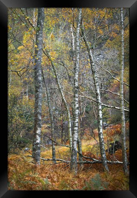Birchland Autumn Framed Print by John Malley
