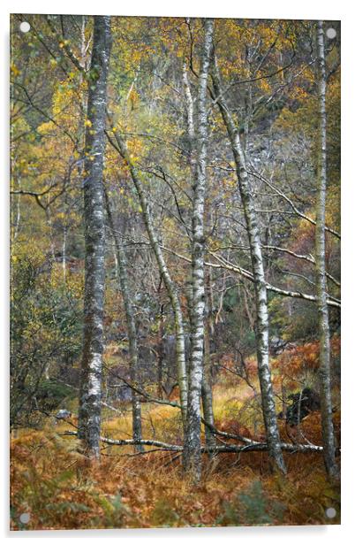 Birchland Autumn Acrylic by John Malley