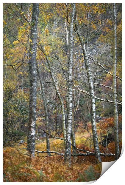 Birchland Autumn Print by John Malley