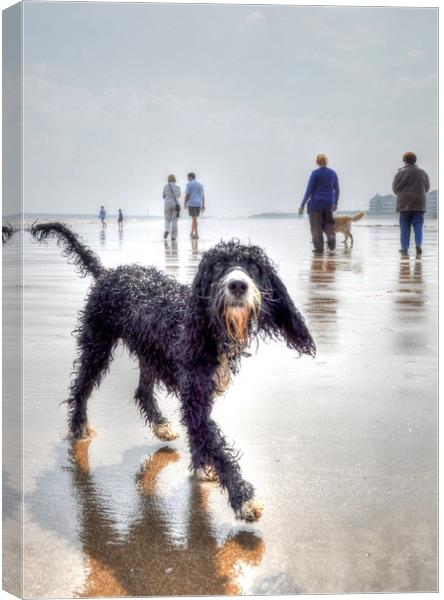 cockapoo with Dog Walkers  Canvas Print by Jon Fixter