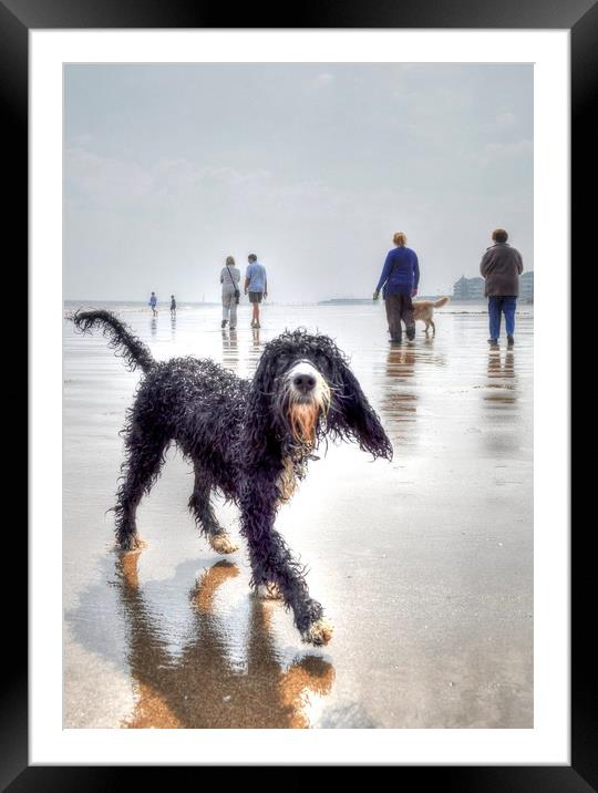 cockapoo with Dog Walkers  Framed Mounted Print by Jon Fixter
