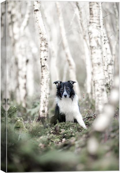 Border Collie Delight Canvas Print by John Malley
