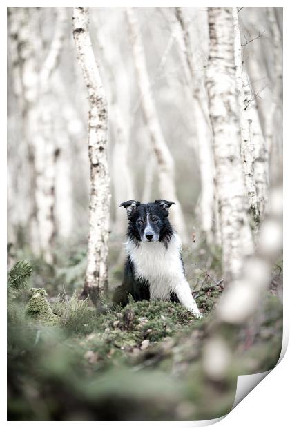 Border Collie Delight Print by John Malley