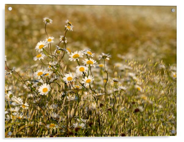 Ox-eye Daisies in a field. Acrylic by Elizabeth Debenham