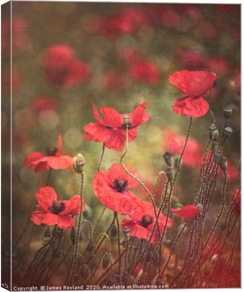 The Poppies Canvas Print by James Rowland