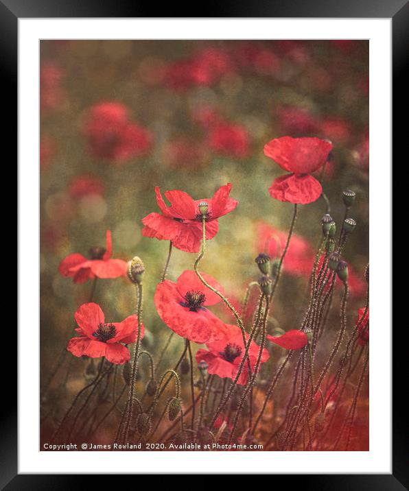 The Poppies Framed Mounted Print by James Rowland