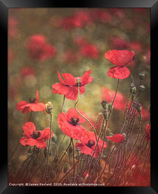 The Poppies Framed Print by James Rowland